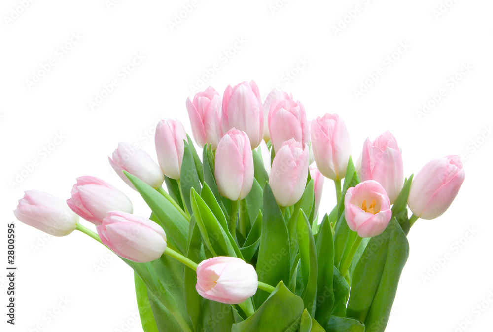 Fototapeta premium bouquet of tulips