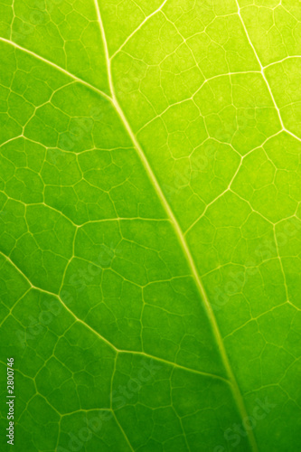 green leaf macro