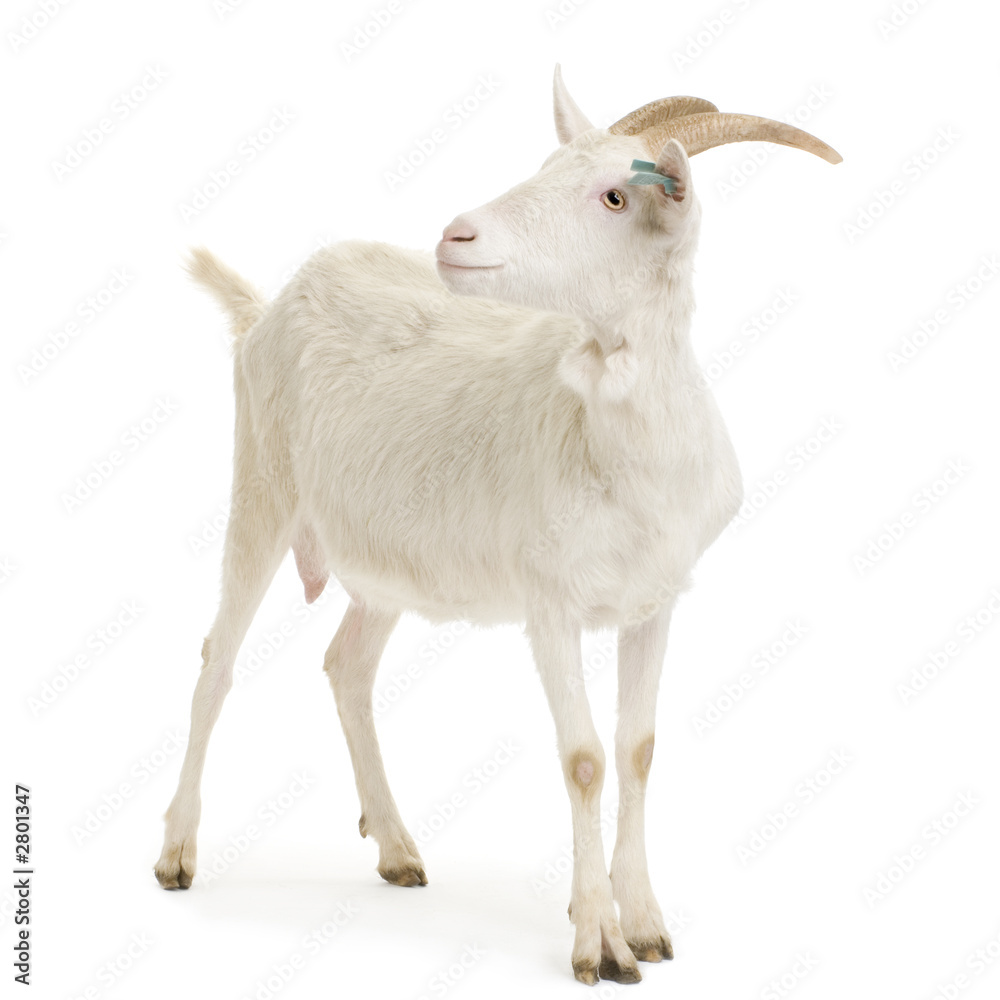 chèvre