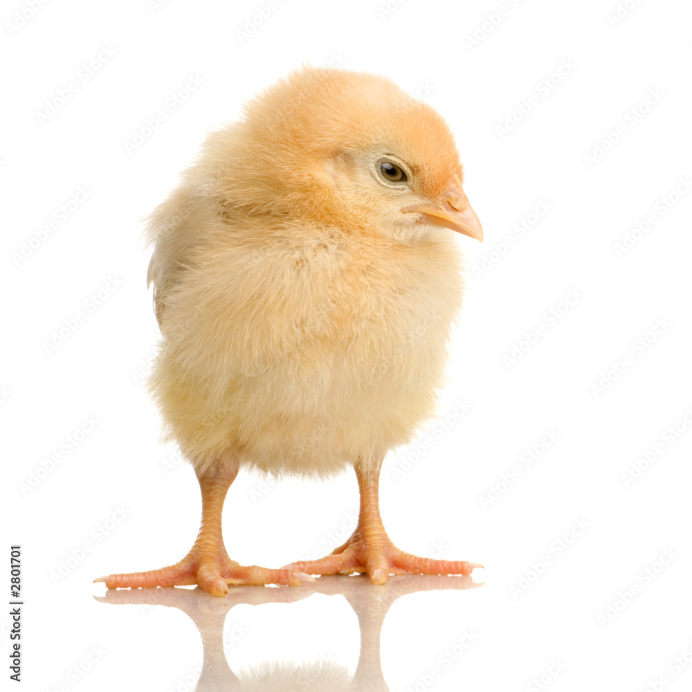 poussin poussin