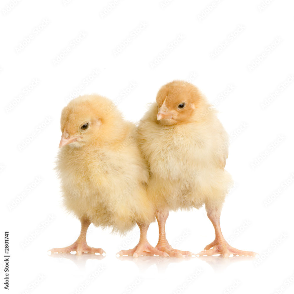 Obraz premium poussin