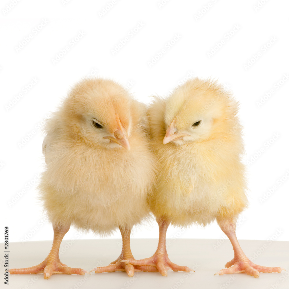 poussin poussin