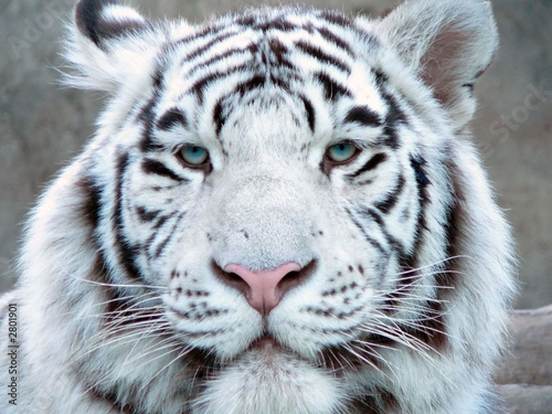 albino tiger full face
