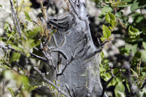 webworms photo