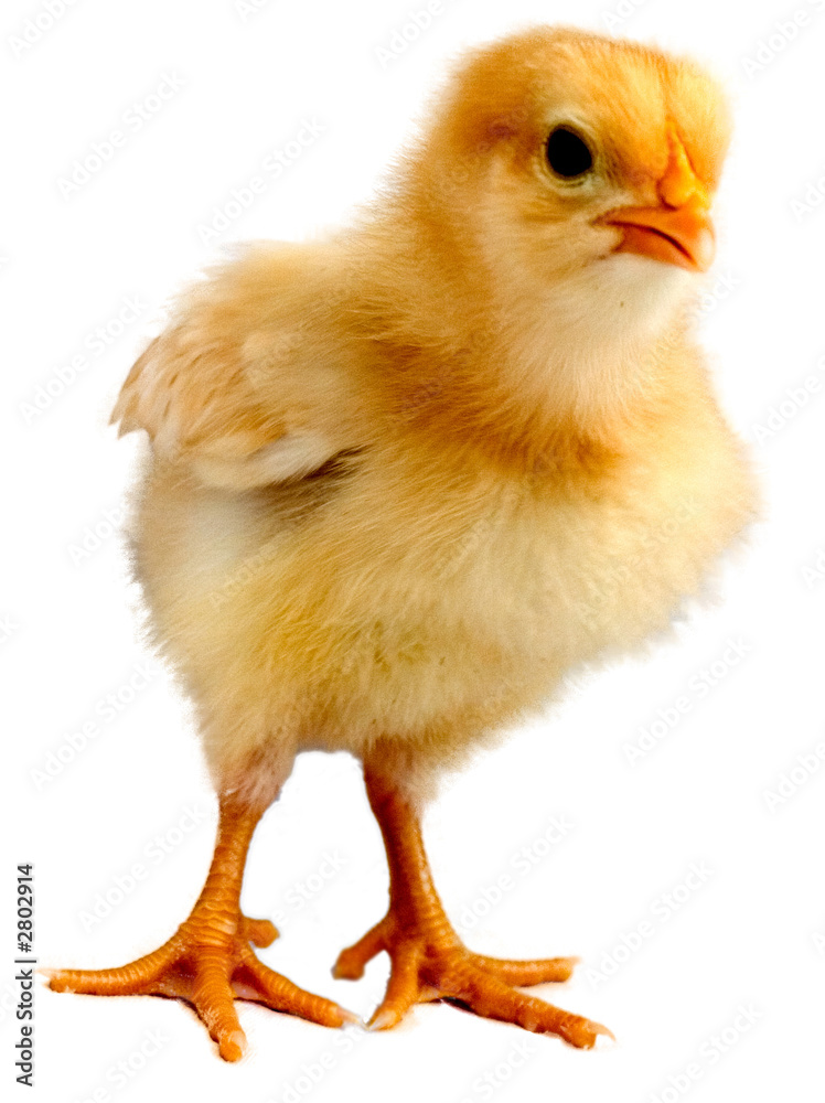 Fototapeta premium pisklę