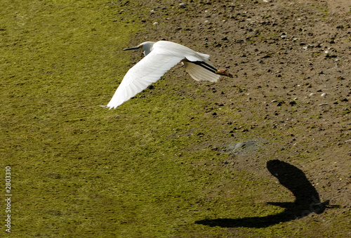 snowy egret in flight