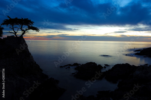 cypress tree at sunset