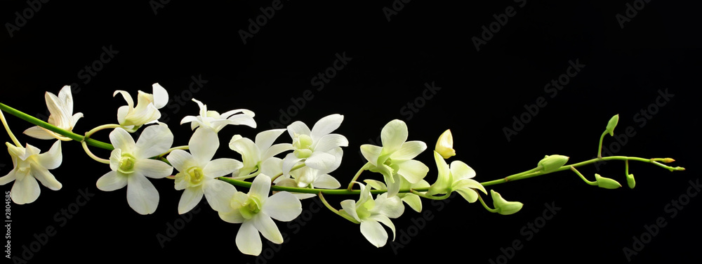 Fototapeta premium spray orchidea na czarno