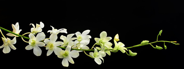 orchid spray on black