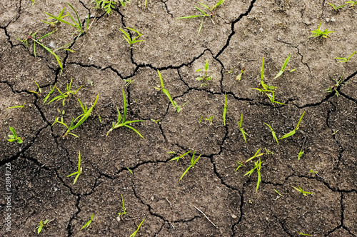 Fototapete growing grass on ground