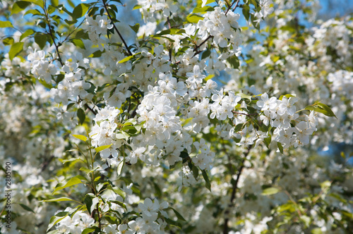 apple-tree flowers