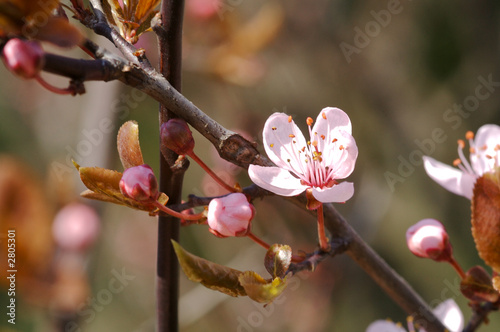 Cuadro en lienzo cherry001