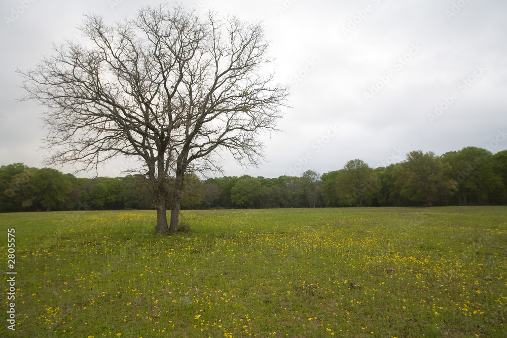pasture pasture