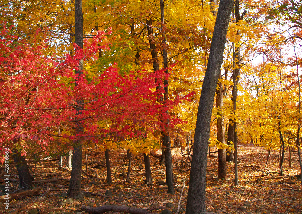 trees changing colors in a park