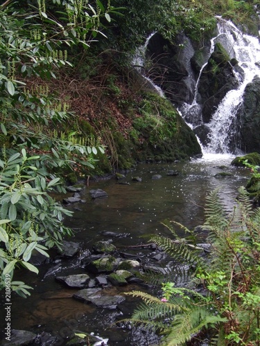 jungle pool