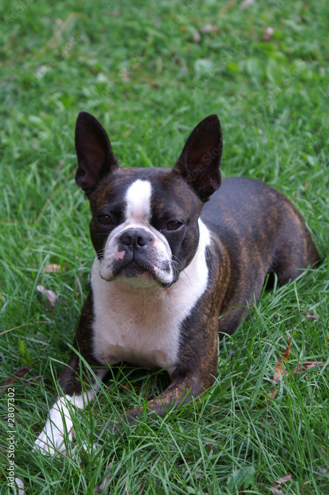 boston terrier