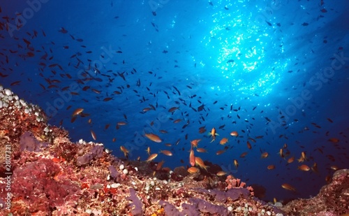 Fototapeta Naklejka Na Ścianę i Meble -  the reef