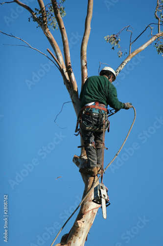 cutting down the trees