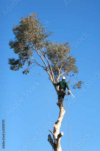 tree trimming