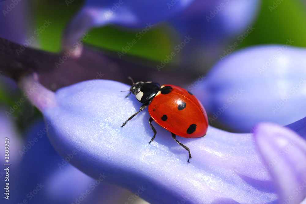 Naklejka premium ladybug