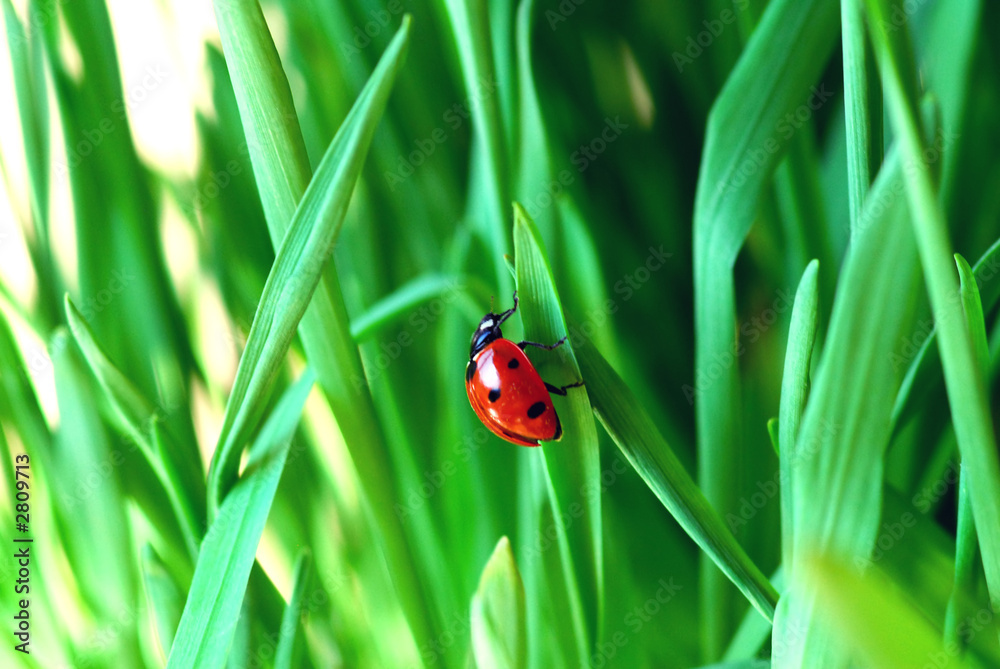 ladybug ladybug