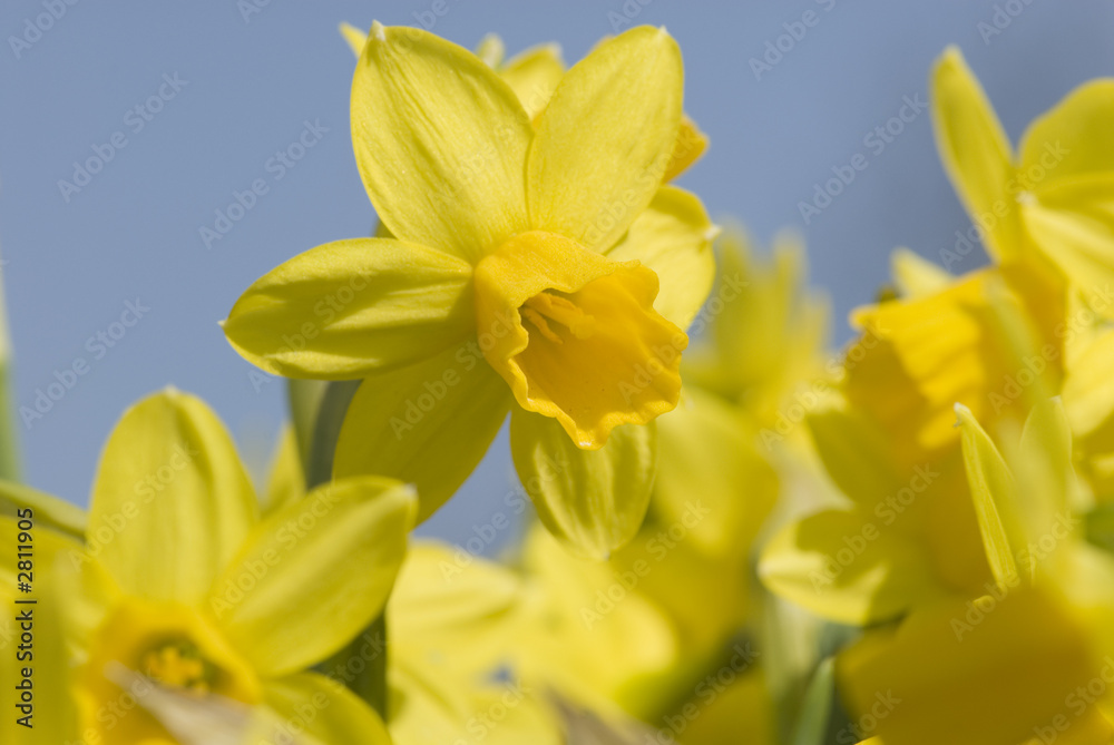 mdg-flower-15 mdg-flower-15