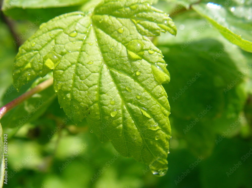 black-currant leaves black-currant leaves