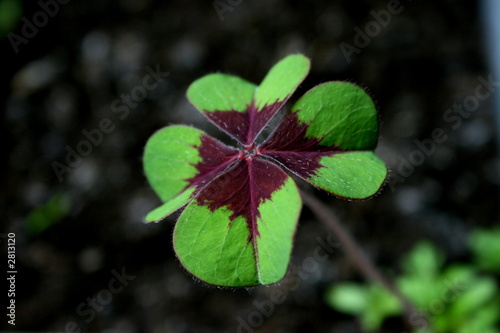 Canvas Print four-leaf clover