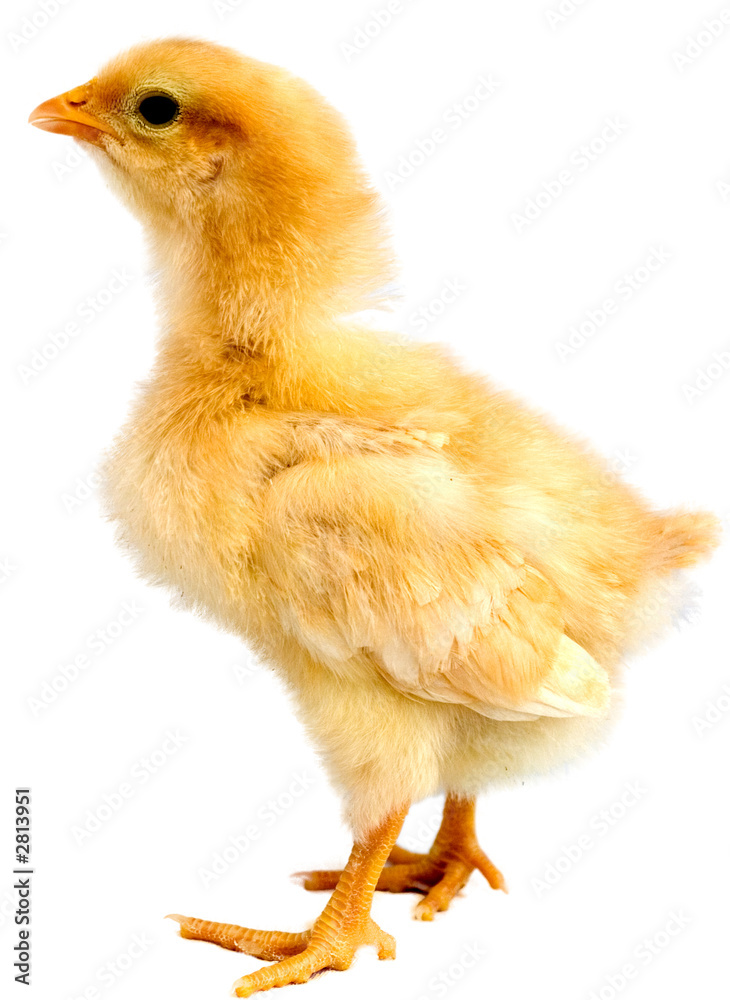 Obraz premium chick