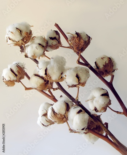 cotton fibre crops photo