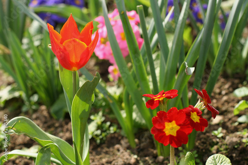 parterre fleurie photo