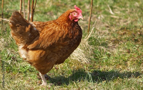 hen