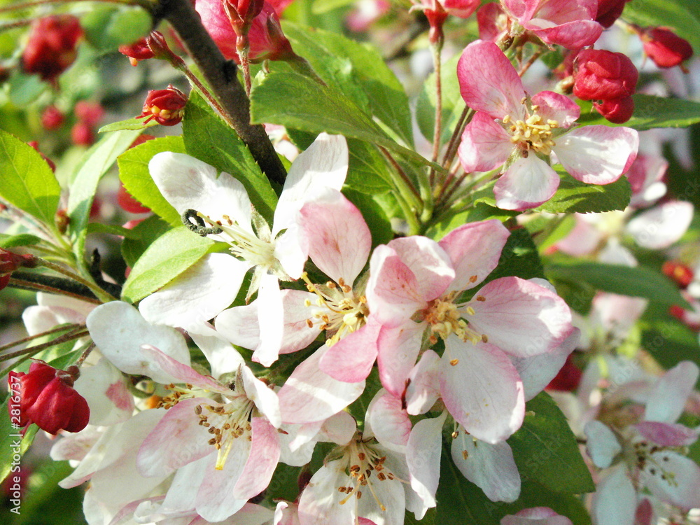 Naklejka premium fleur cerisier