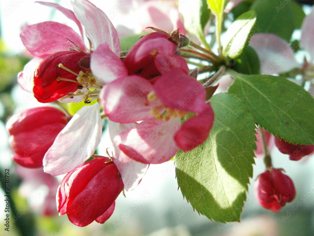 Naklejka premium fleur cerisier