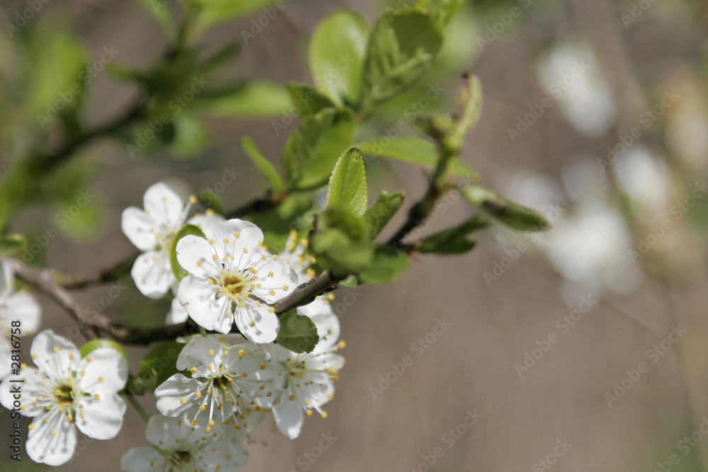 fleurs de cerisier