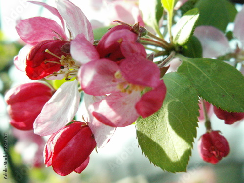 fleur cerisier photo