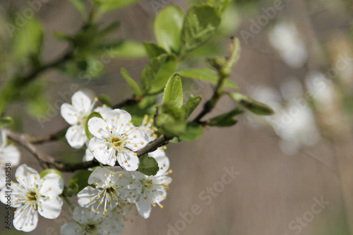fleurs de cerisier