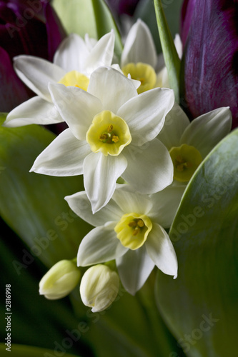 Fototapeta Naklejka Na Ścianę i Meble -  daffodils