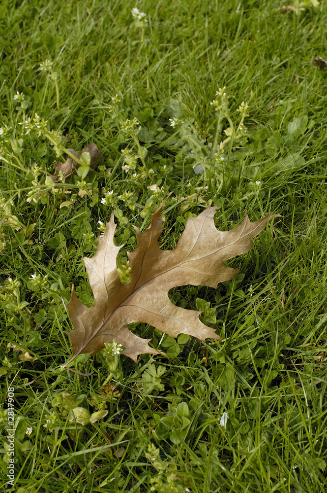 Naklejka premium feuille de chêne