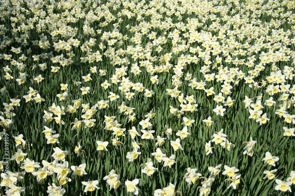 Fototapeta premium white daffodils in spring