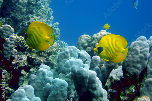 yellow fishes above a reef