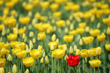 Wandcirkels Tulp Rode tulp in close-up  © Oksana Perkins