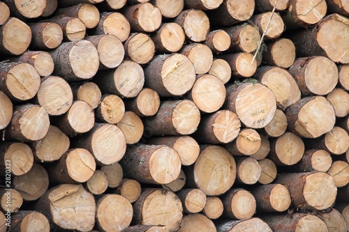 timber photo