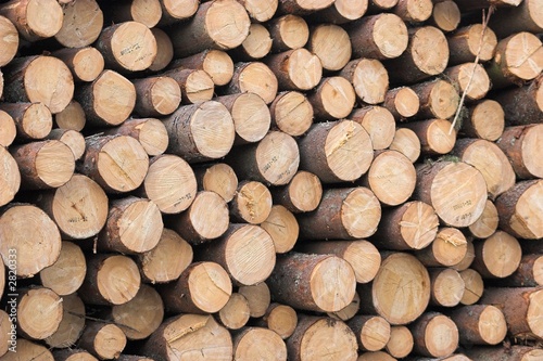 Obraz na płótnie timber