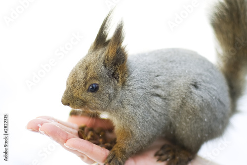 squirrel on the palm