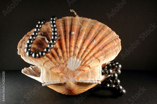coquillage11