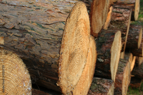technology of wood