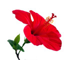 red flower - hibiscus