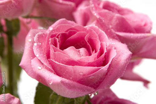 pink rose close-up 3
