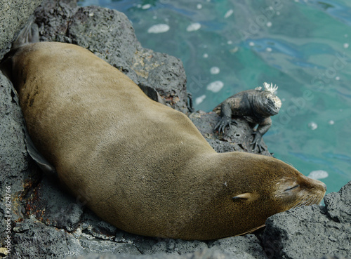 galapagos fur seal